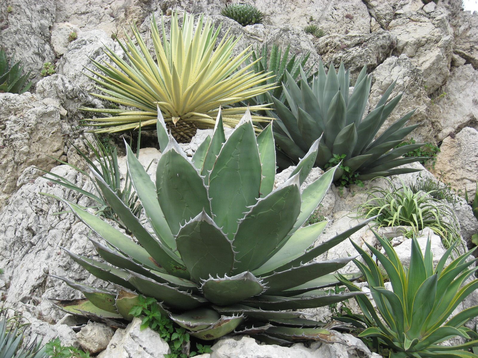 agaves.jpg