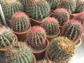 ferrocactus.jpg