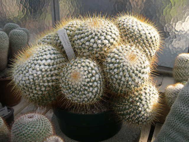 mammillaria.jpg