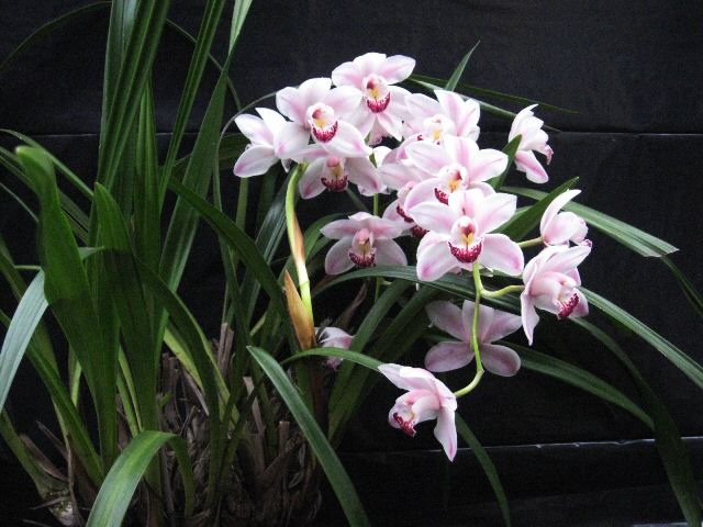 cymbidium.jpg