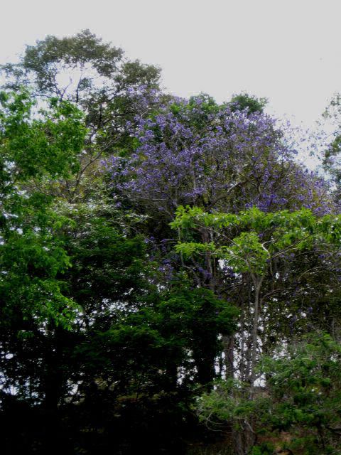 jacaranda.jpg